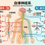 「検査では異常なし」なのに体がつらい。それ、自律神経のせいかもしれませんの詳細へ